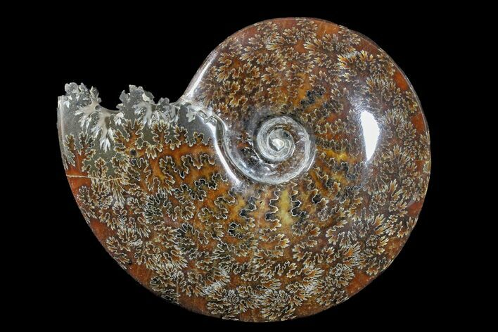 Polished Ammonite (Cleoniceras) Fossil - Madagascar #166312